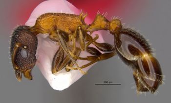 Media type: image;   Entomology 35268 Aspect: habitus lateral view